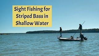 Sight Fishing Striped Bass in Maine