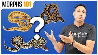 What Morph Is Your Pet Store Ball Python? | Morphs 101