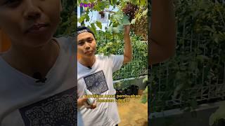 Pupuk Praktis Anggur untuk Pertumbuhan dan Pembuahan - Part 1 #anggurimpor #gardening #berkebun