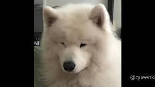 Cute Howling Samoyeds Compilation