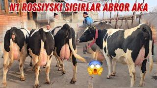 N1 Sigirlar ABROR Akadan Voy Doddd 