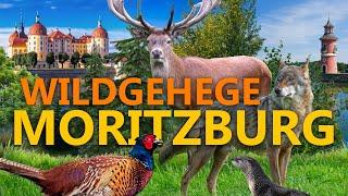 Wildgehege Moritzburg - Ein Wildpark für Aschenbrödel | Zoo Eindruck