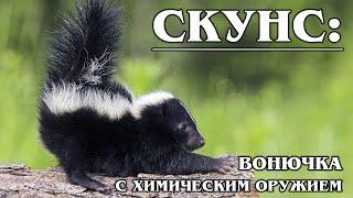 SKUNK: Toxic nature and knowledge of military tactics