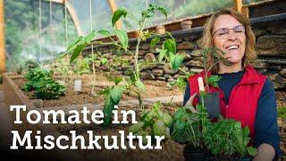 Acht perfekte Beetpartner für die Tomate | Paradeiser in Mischkultur pflanzen! 