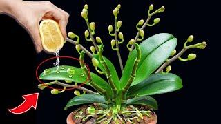 As long as there is lemon, the orchid will immediately burst many buds and bloom forever