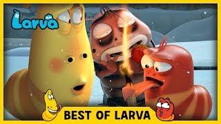 LARVA | BEST OF LARVA | cartoons | comics | LARVA 2017 WEEK 34