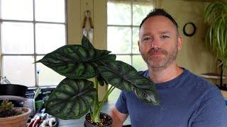 How to Grow and Care For Alocasia Dragon Scale - - Alocasia baginda