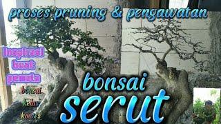 bonsai serut kelas kontes inspirasi buat pemula