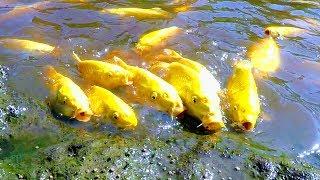 KOI ARE GROWING FAST IN NATURAL MUD POND | HOT SUMMER FOR YAMABUKI OGON FISH | CTLG