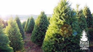 LIVE: Visit a Real Oregon Christmas Tree Farm!