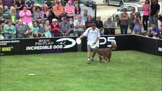 Flying Disc 2nd Place - Incredible Dog Challenge 2015 Gray Summit, MO