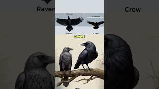 Crows vs Ravens! What’s the Difference?! ‍⬛ #crows #ravens