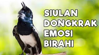 TERAPI KACER GACOR DONGKRAK EMOSI DAN BIRAHI LAWAN, JOSS CEPAT GACOR BONGKAR ISIAN