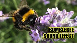 Bumblebee Sounds   Bee Sound Effects  Bumblebee Buzzing