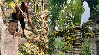 Our Betel Nut Harvesting ￼ 50 Lakhs 
