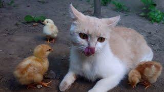 The magical kitten adopted five chicks.Go on an outdoor adventure together!Cute and funny animals