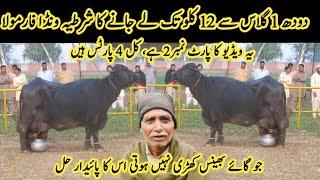 Dood 10 guna barhnay ka shartia wanda formula|| How to increase the milk of buffalo and cow