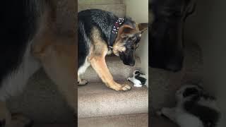 Dog Helps Carry Foster Kitten Upstairs! #Cats #Dogs #Kittens #babyanimals