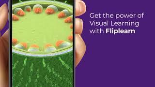 Fliplearn - Visual Learning