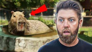 This Facility Has The World's LARGEST Rodent (Private Tour)