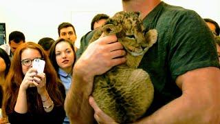 Baby Lion Kisses Her Owner. 5-Week-Old Lion Cub. Amazing Animals Moments.