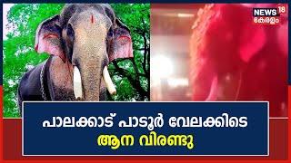 Palakkad Padur Vela | പാലക്കാട് പാടൂർ വേലക്കിടെ വിരണ്ടോടി Thechikottukavu Ramachandran | Kerala News