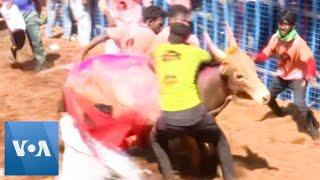 One Dead in Southern India’s Traditional Bull-Taming Festival