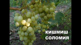 Кишмиш Соломия 2020 (под ГК)