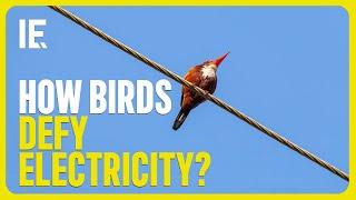 Why don't birds get electrocuted on power lines?