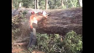 Max Felling Trees