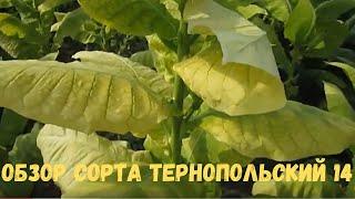 Обзор сорта Тернопольский 14