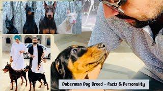 All About Doberman Pinscher Dog Breed - Facts & Personality - Everything Your Family Needs to Know.