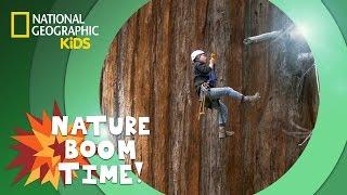 Sequoia National Park | Nature Boom Time | @natgeokids