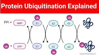 Ubiquitination of Proteins | Protein Ubiquitination| @Biologylectures