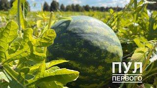 Урожай с личного подворья Лукашенко! #лукашенко #арбузылукашенко #президент #арбузы #новости