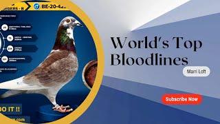 World's Top Racing Pigeon Bloodlines| Marri Loft | Gino Clicque | Foxy Lady | Best Kittel | Claus