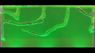 Ant Farm Time Lapse Over 4 Days In Gel With Harvester Ants Uncle Milton Ant Farm HD