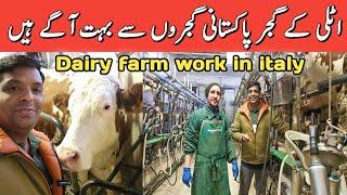 Dairy farm work in italy | italy dairy farm job and salary | cows  farm jobs in italy