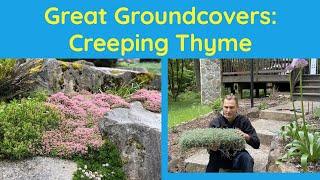 Great Groundcovers: Creeping Thyme (Thymus serpyllum)