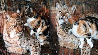 Stray Cat Snuck Into The Zoo Looking For Food, But Found An Unusual Friend