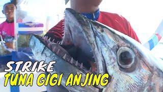 Battle Predator Laut Sumbawa Besar | MANCING MANIA STRIKE BACK (23/12/23) Part 1