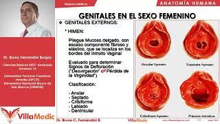 Genitales femeninos | Pelvis 5 |  Anatomía Humana [FÁCIL] | Ciencias básicas | Villamedic