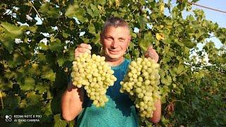 Созрел виноград Ландыш Тасон Мускат Дубовский отличный виноград для белого домашнего вина с мускатом