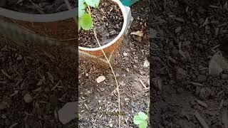 easy propagate strawberry #plant #easy #propagate #propagation #happygardening #strawberry