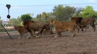 אריות בספארי משחקים בכדור באולינג. צילום: אלעד הרשקוביץ