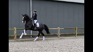 KWPN premium stallion Next Level 4 YO