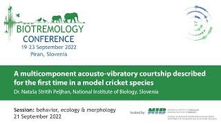 A multicomponent acousto-vibratory courtship described for the first time in a model cricket species