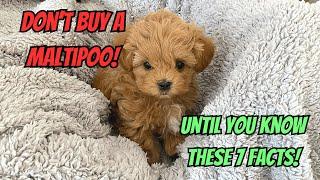 THINGS To Know Before Buying a Maltipoo dog‼️Is MALTIPOO puppy right for you?