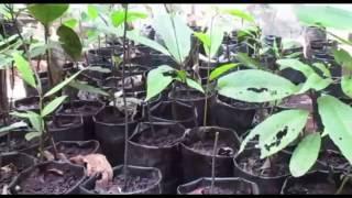 Preplanting in Sabangau Forest