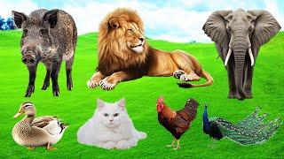 Explore Farm Animals : Lion, Elephant, Wild Boar, Peacock, Cat, Chicken, Duck - Animal Sounds